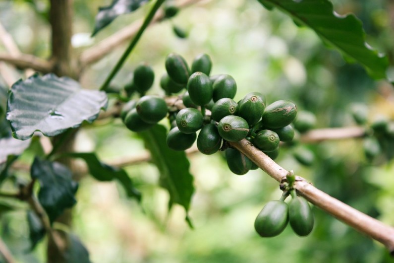 7 tipů jak využít kávu na zahradě
