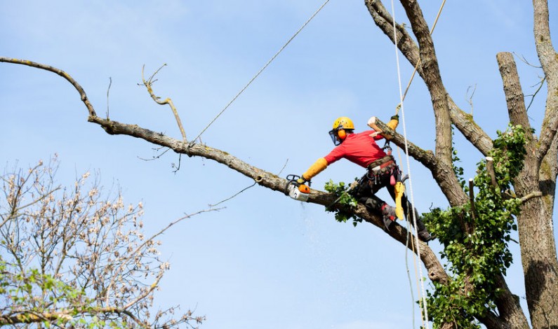 Viete, kto vám vykoná pílenie stromov alebo iné výškové práce v Banskej Bystrici?
